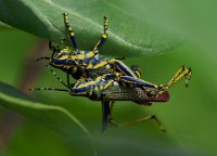 163 - GRASSHOPPER MATING - BANGERA SURESH - india <div